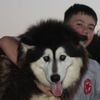 matthewstellfox